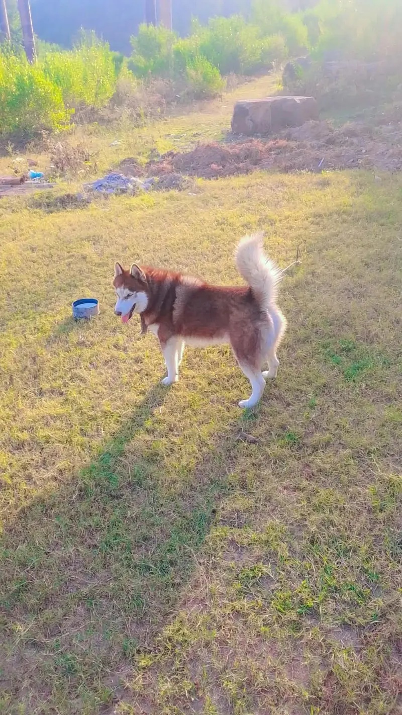  SIBERIAN HUSKY FOR SALE   Breed: Siberian Husky — photo 3