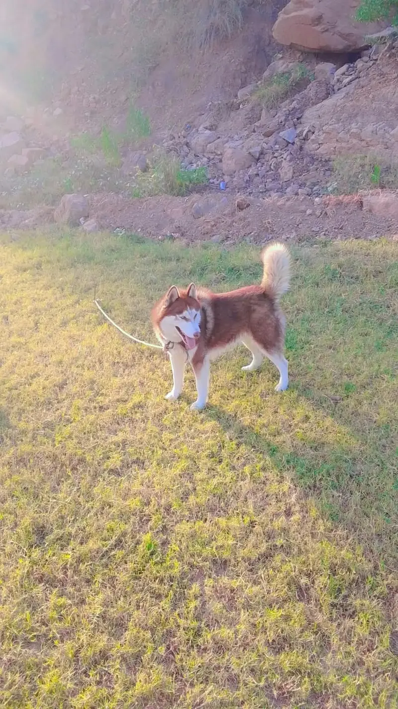  SIBERIAN HUSKY FOR SALE   Breed: Siberian Husky — photo 4