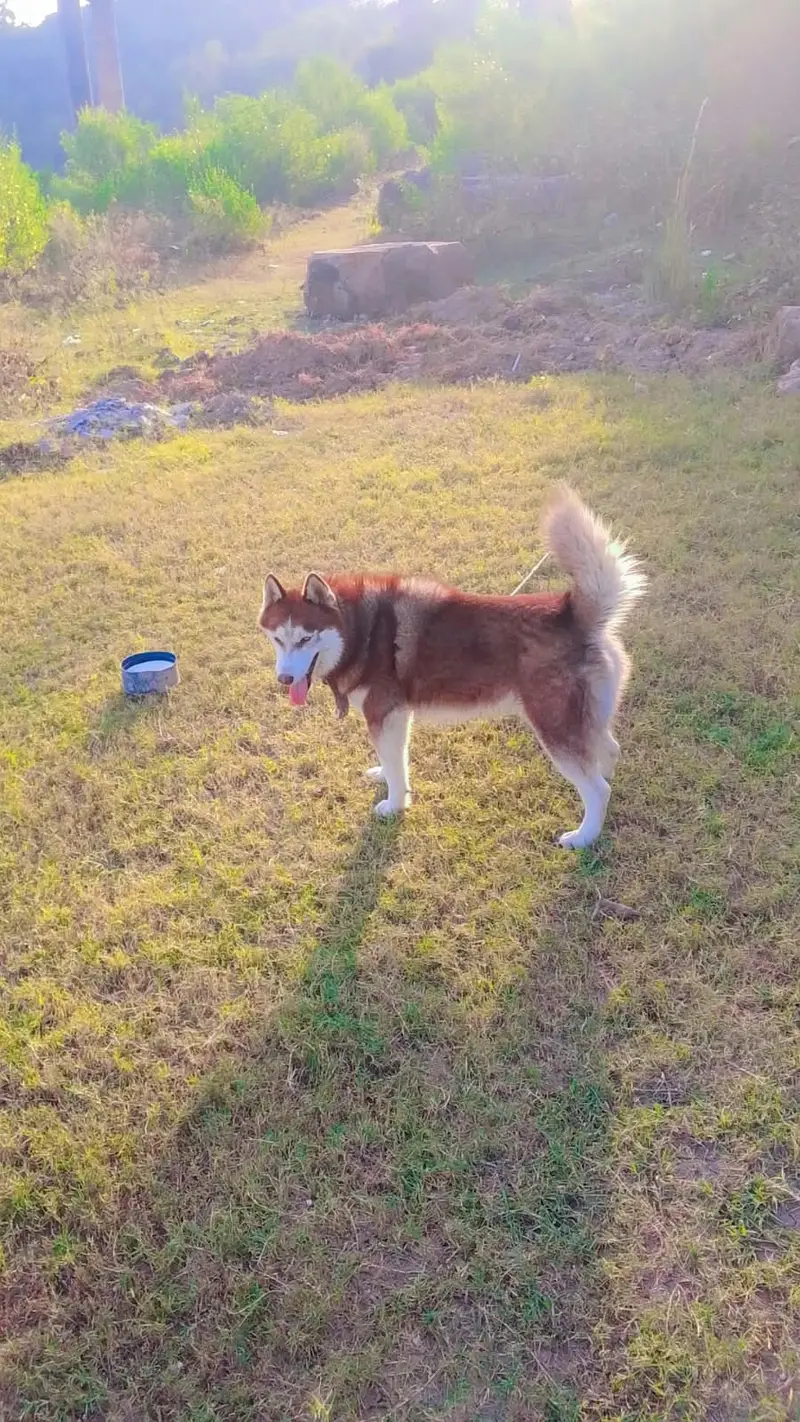  SIBERIAN HUSKY FOR SALE   Breed: Siberian Husky — photo 5
