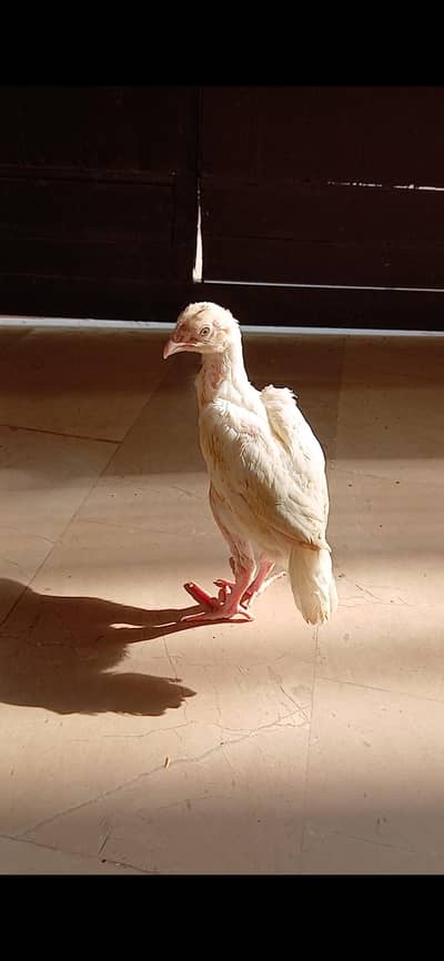 heera  // blue and black buff//  Silkie chicks // Light Sussex