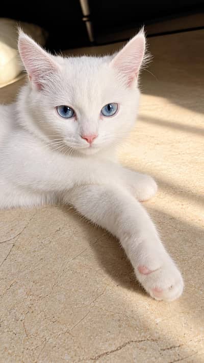Beautiful White Turkish Angora Female kitten