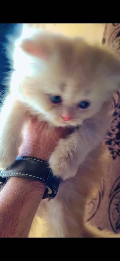 Persian Kitten Pair for Sale. .