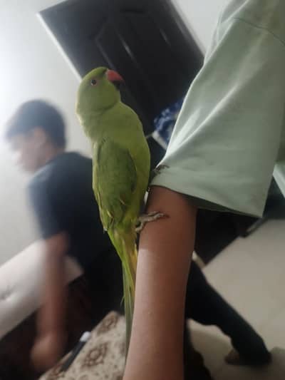 male  parrot