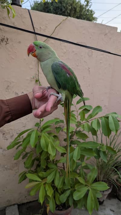 Raw taking parrot