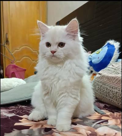 persian kittens/ female,/triple coat/home breed/cat/kitten