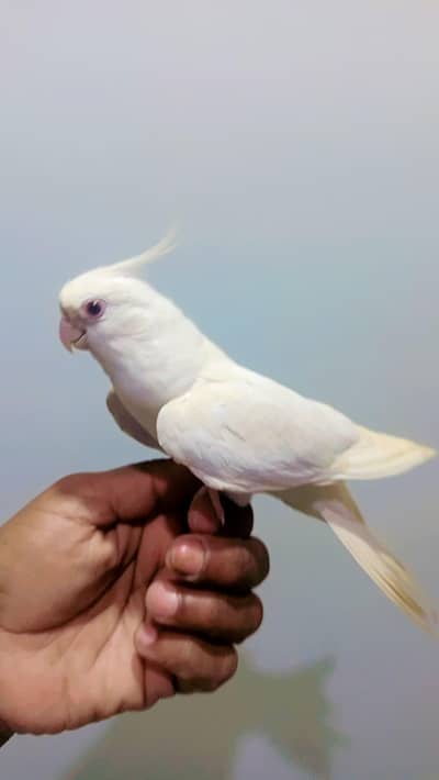 Eno red eyes cocktail male