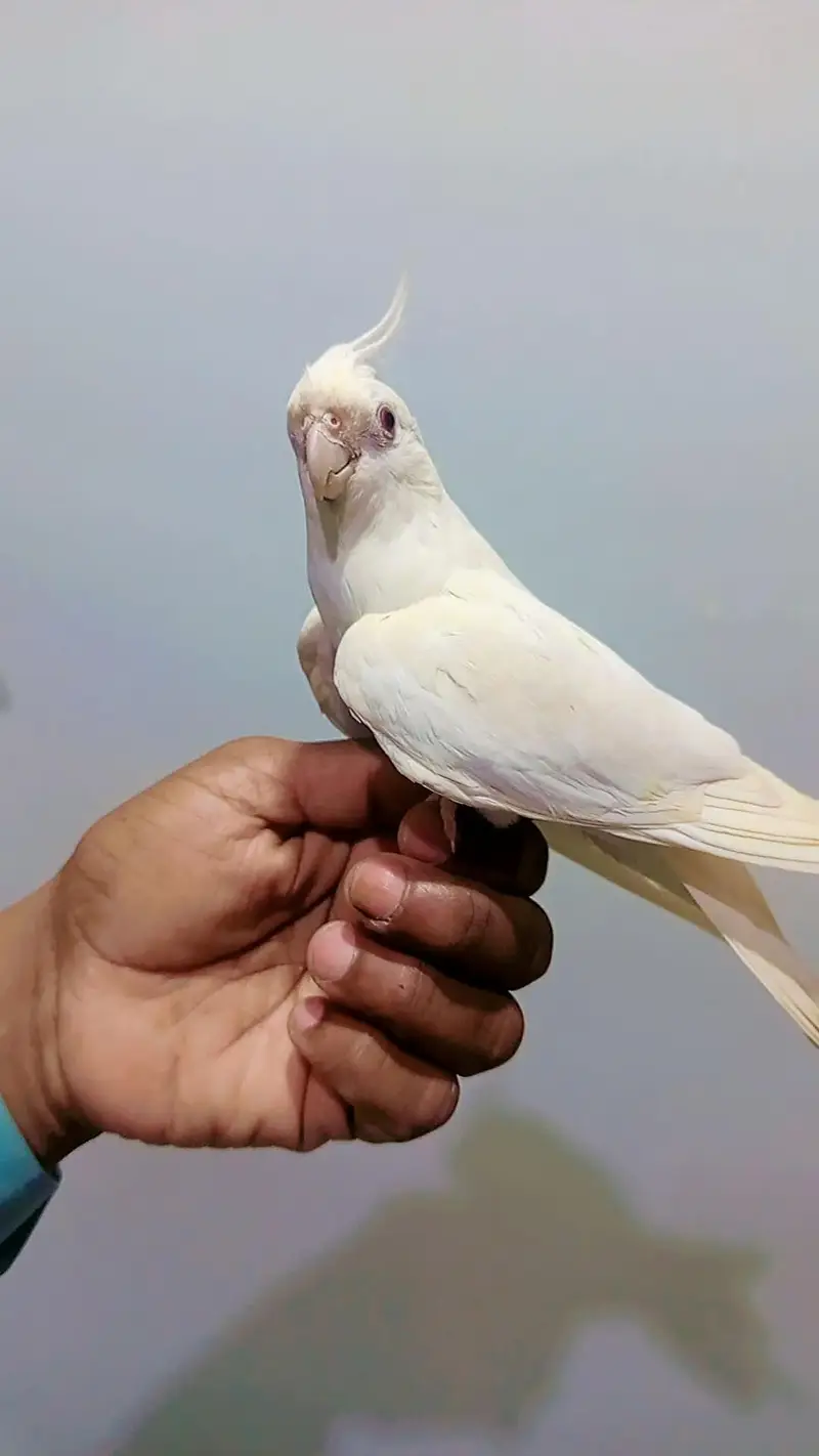 Eno red eyes cocktail male — photo 4