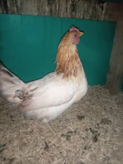 dasi misri ghar ki murgiya or eggs