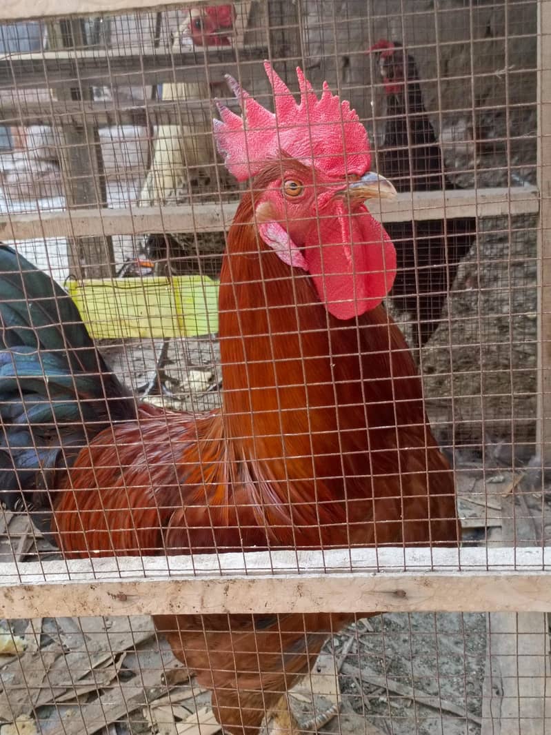 pair hens 0