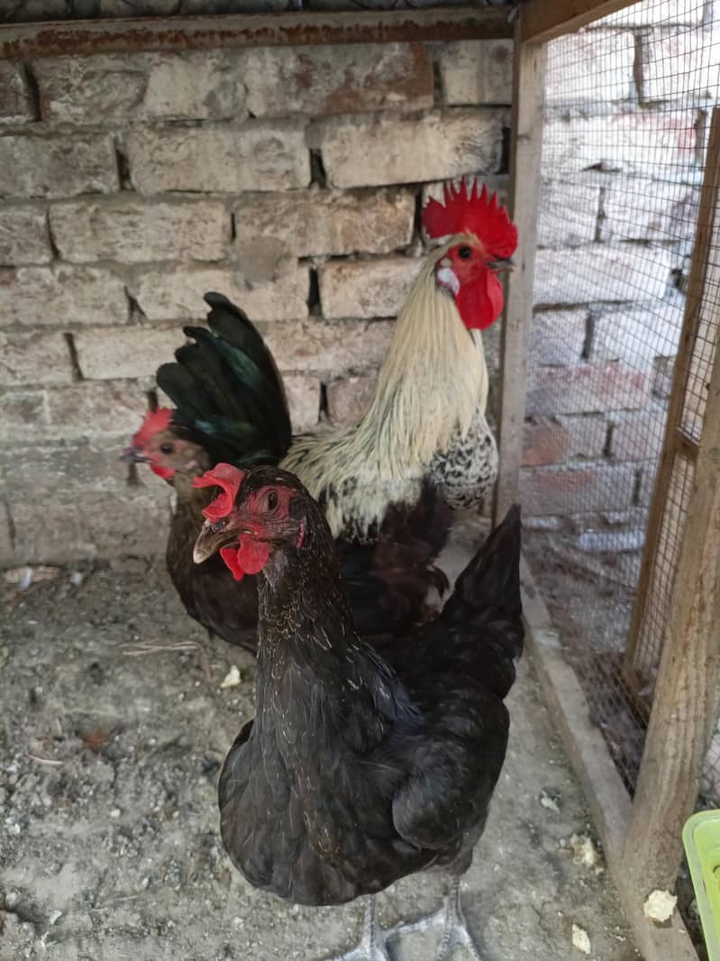 pair hens 1