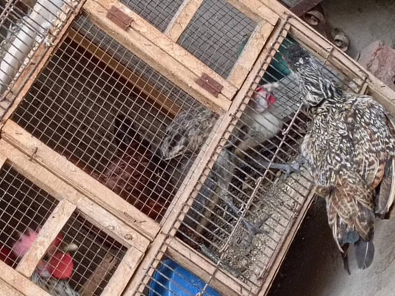 pair hens 2