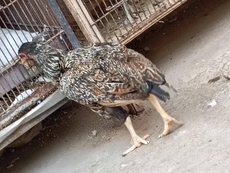 pair hens 5