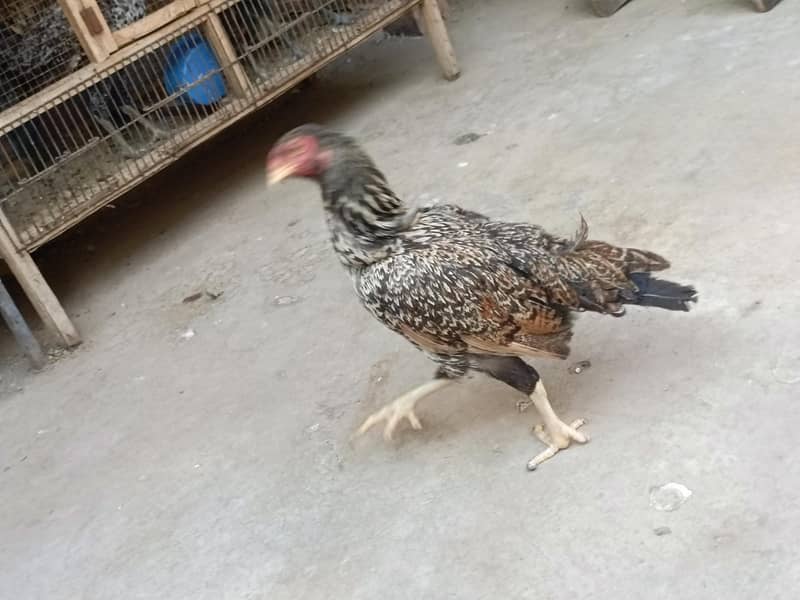 pair hens 6