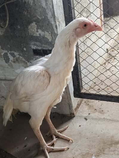 Heera Asee | Mianwali | |Heera Aseel Female Available for sale. .
