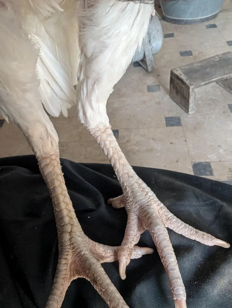 Heera Asee | Mianwali | |Heera Aseel Female Available for sale. . — photo 2