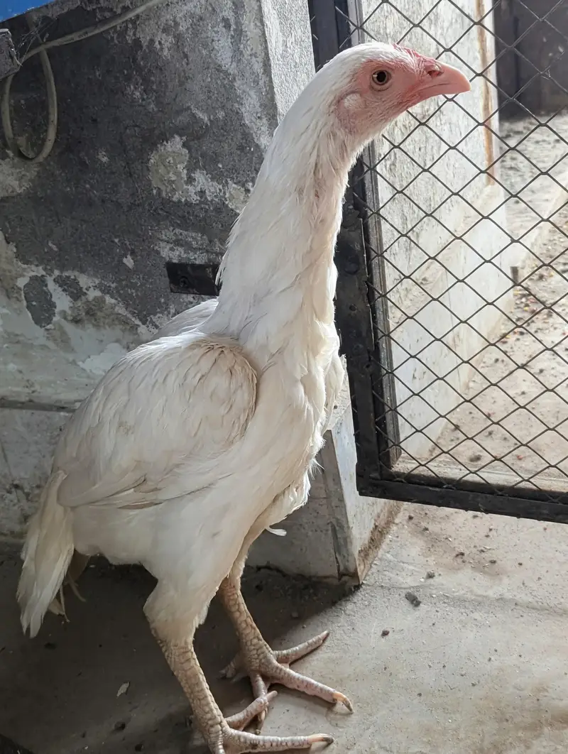 Heera Asee | Mianwali | |Heera Aseel Female Available for sale. . — photo 3