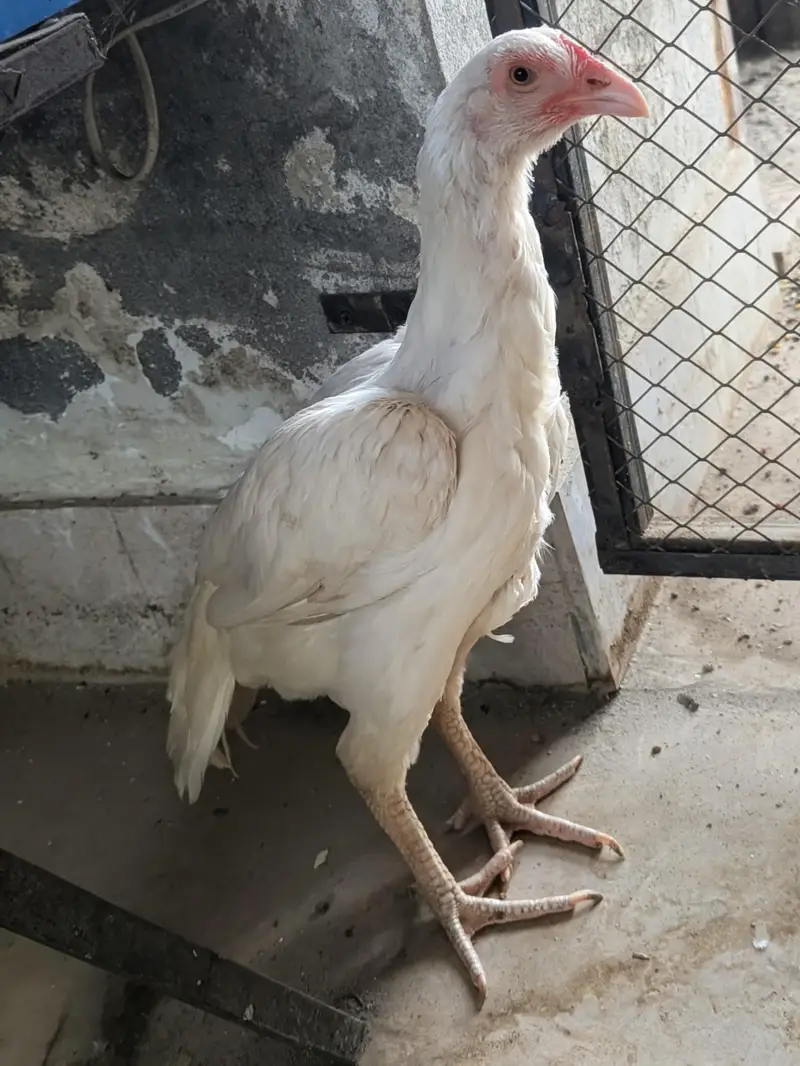 Heera Asee | Mianwali | |Heera Aseel Female Available for sale. . — photo 4