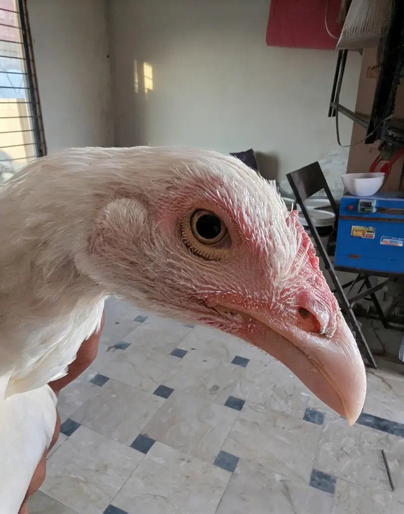 Heera Asee | Mianwali | |Heera Aseel Female Available for sale. . — photo 5