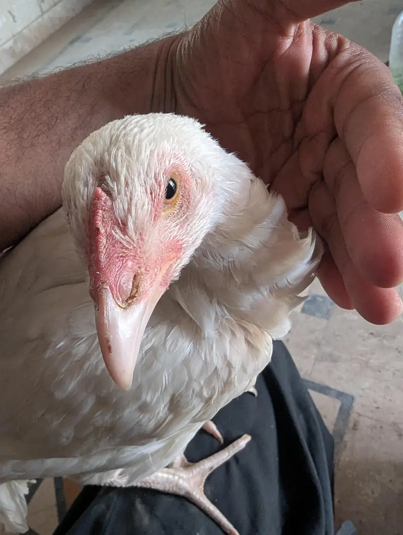 Heera Asee | Mianwali | |Heera Aseel Female Available for sale. . — photo 6