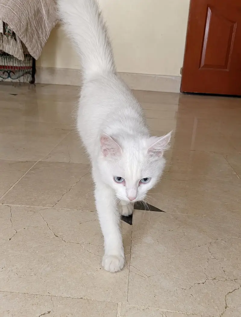 Beautiful White Turkish Angora Female kitten — photo 2