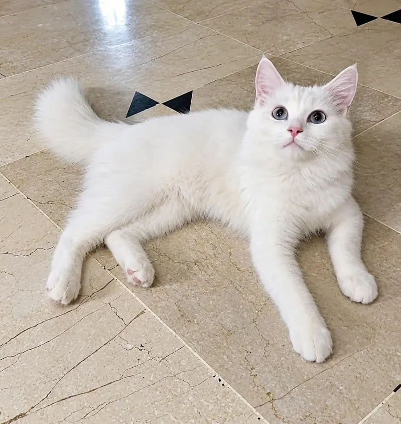 Beautiful White Turkish Angora Female kitten — photo 3