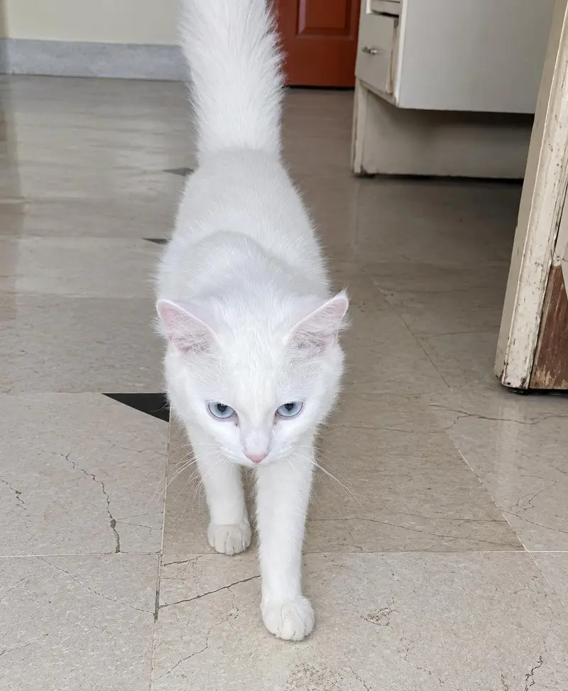 Beautiful White Turkish Angora Female kitten — photo 4
