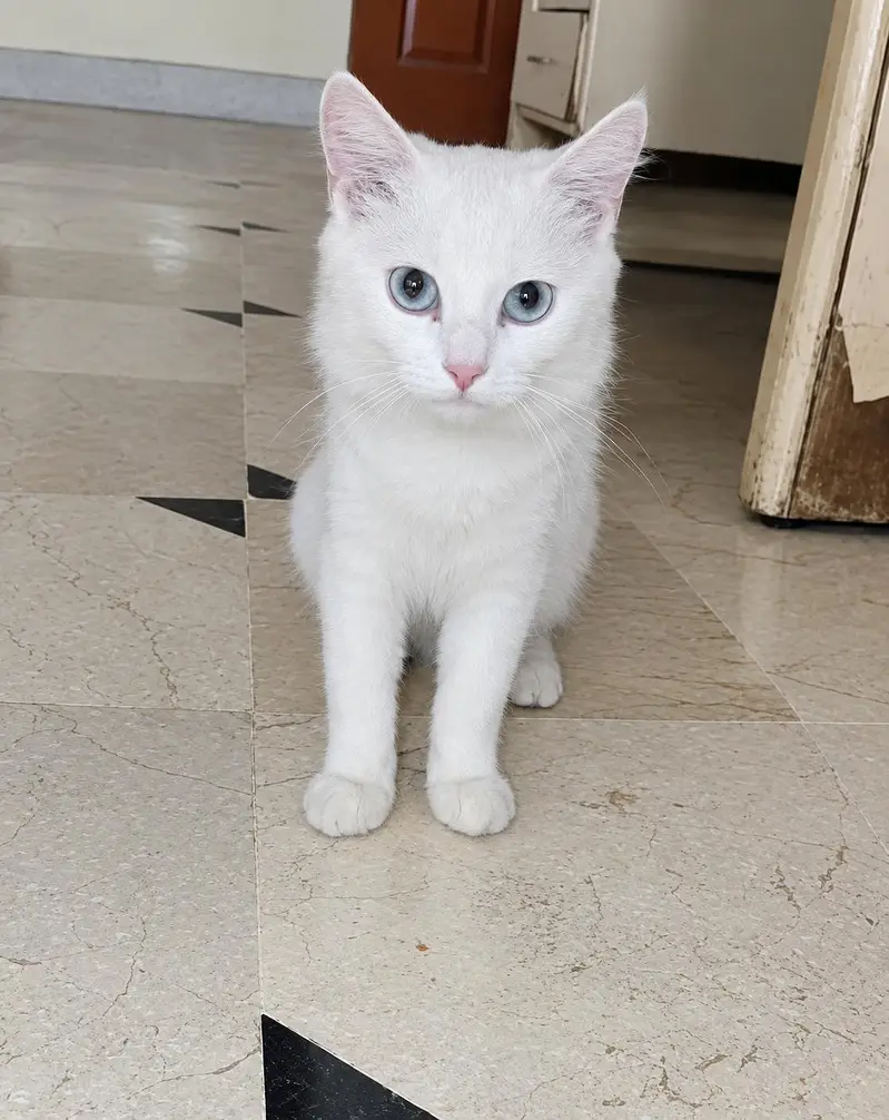 Beautiful White Turkish Angora Female kitten — photo 6