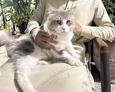 Triple coat grey persian cat