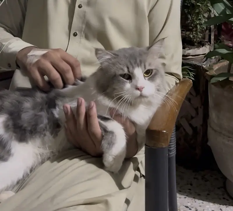 Triple coat grey persian cat — photo 2