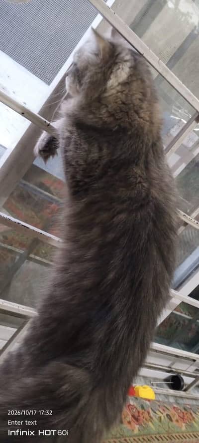 Persian cat