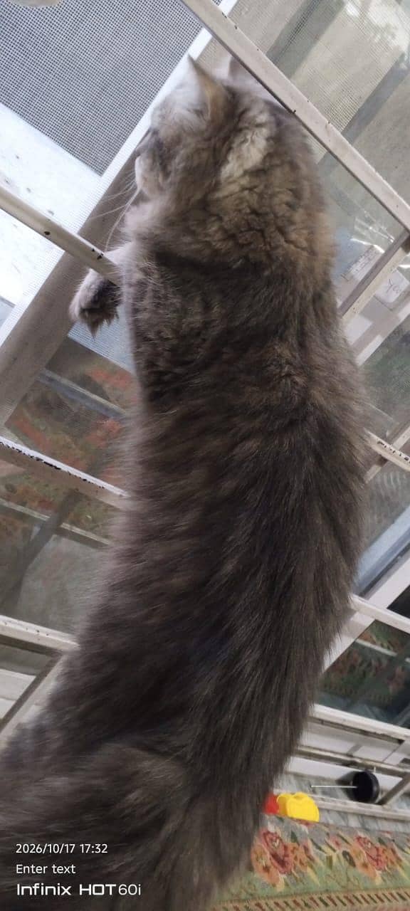 Persian cat 0