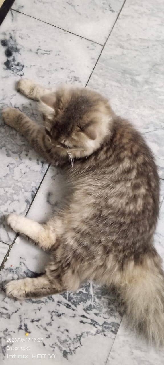 Persian cat 2