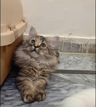 persian triple coat male and female kittens 0305/611/70/69