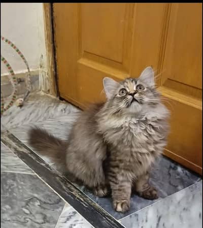 persian kittens/ female,/triple coat/home breed/cat/kitten