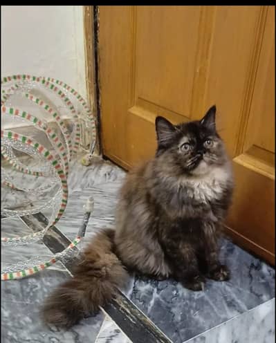 persian kitten/cat triple coat/semi punch/punch male/female kitten/cat
