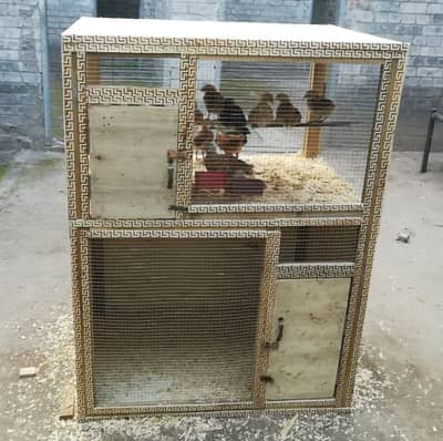 Solid Build Cage