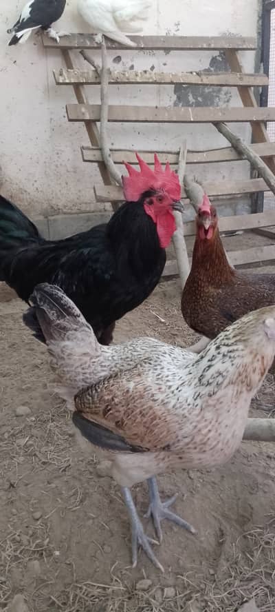 Home raised Roasters.
