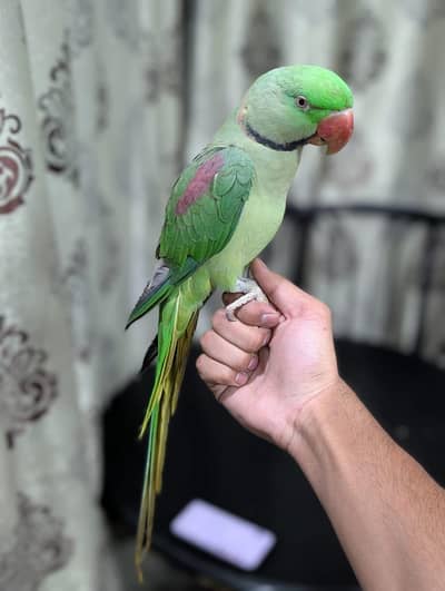 Raw parrot breeder male