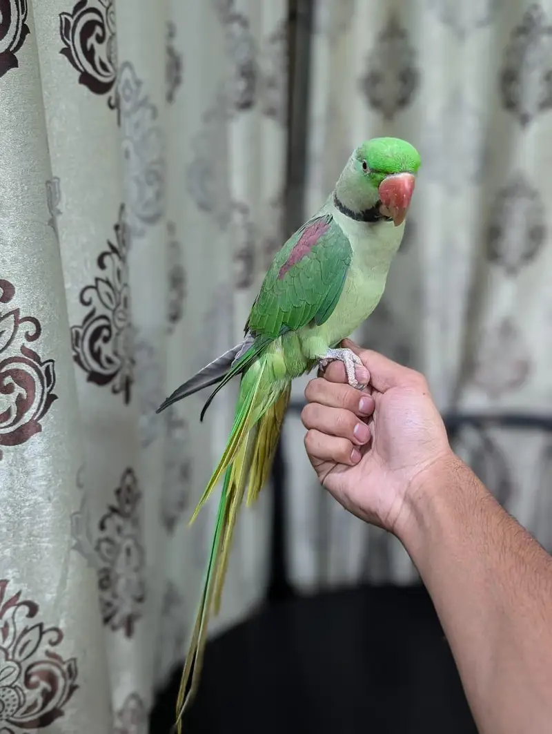 Raw parrot breeder male — photo 2