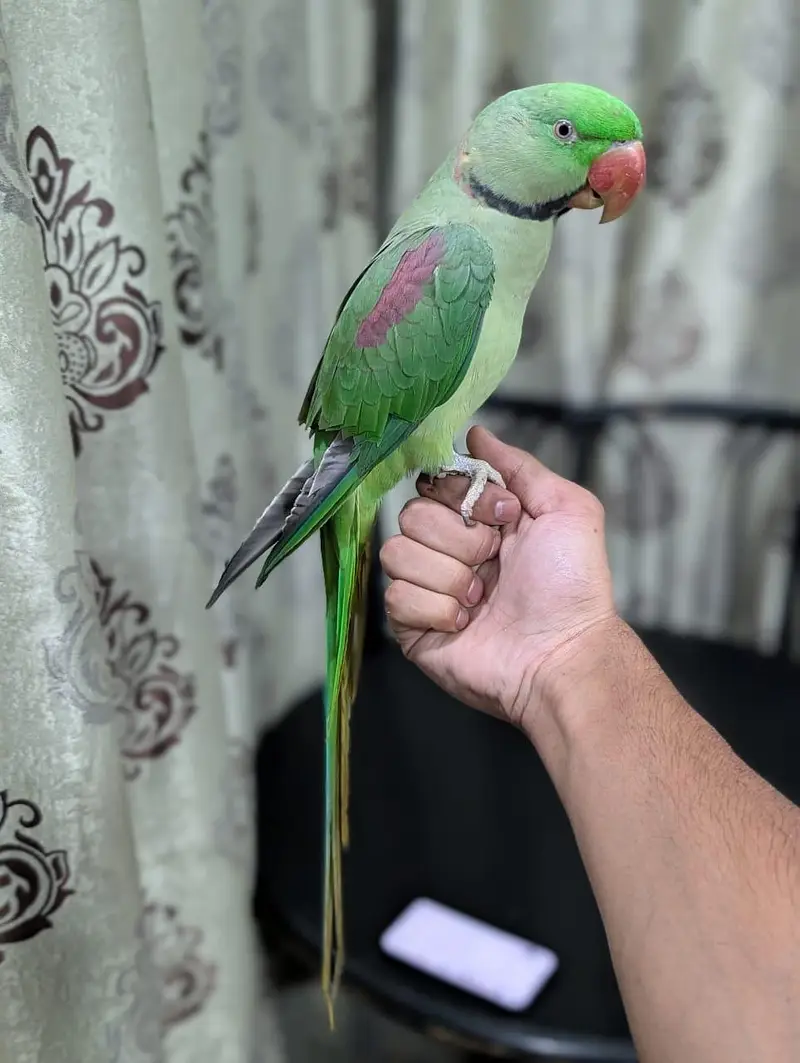Raw parrot breeder male — photo 3