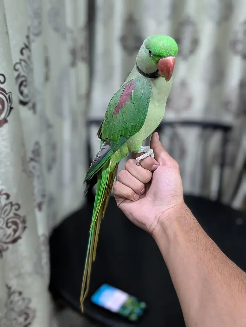 Raw parrot breeder male — photo 4