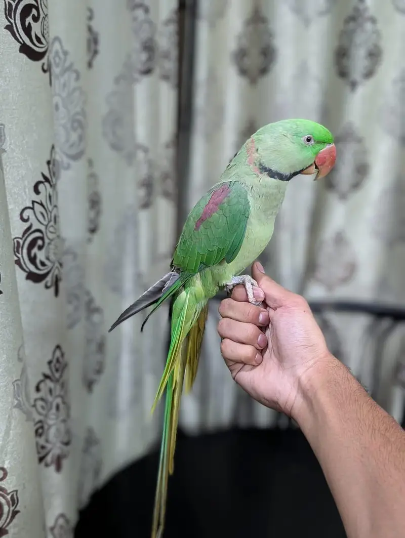 Raw parrot breeder male — photo 5