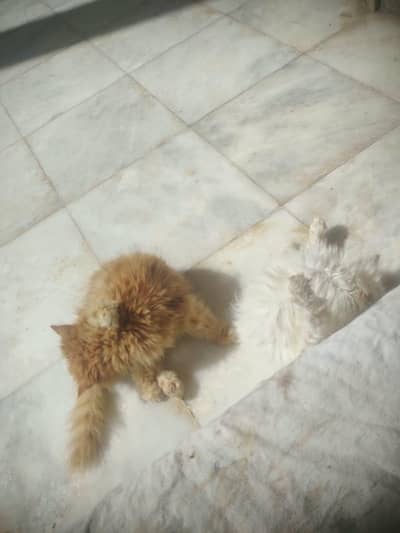 Punch face kittens and it,s mother for sale