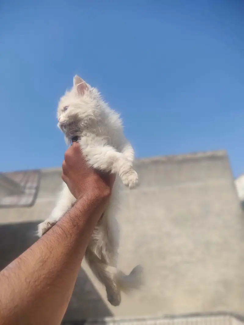 Punch face kittens and it,s mother for sale — photo 2