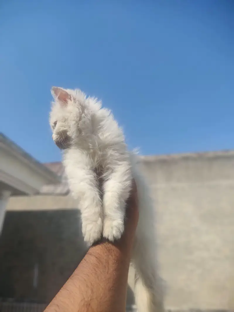 Punch face kittens and it,s mother for sale — photo 3