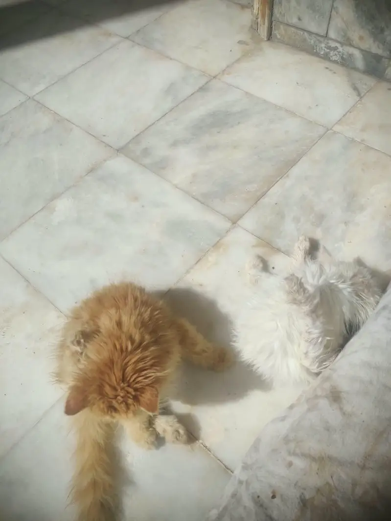 Punch face kittens and it,s mother for sale — photo 4