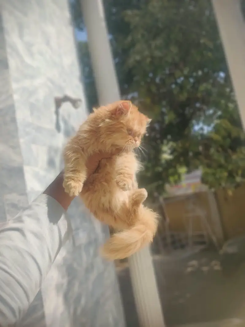 Punch face kittens and it,s mother for sale — photo 6