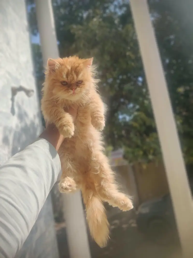 Punch face kittens and it,s mother for sale — photo 7