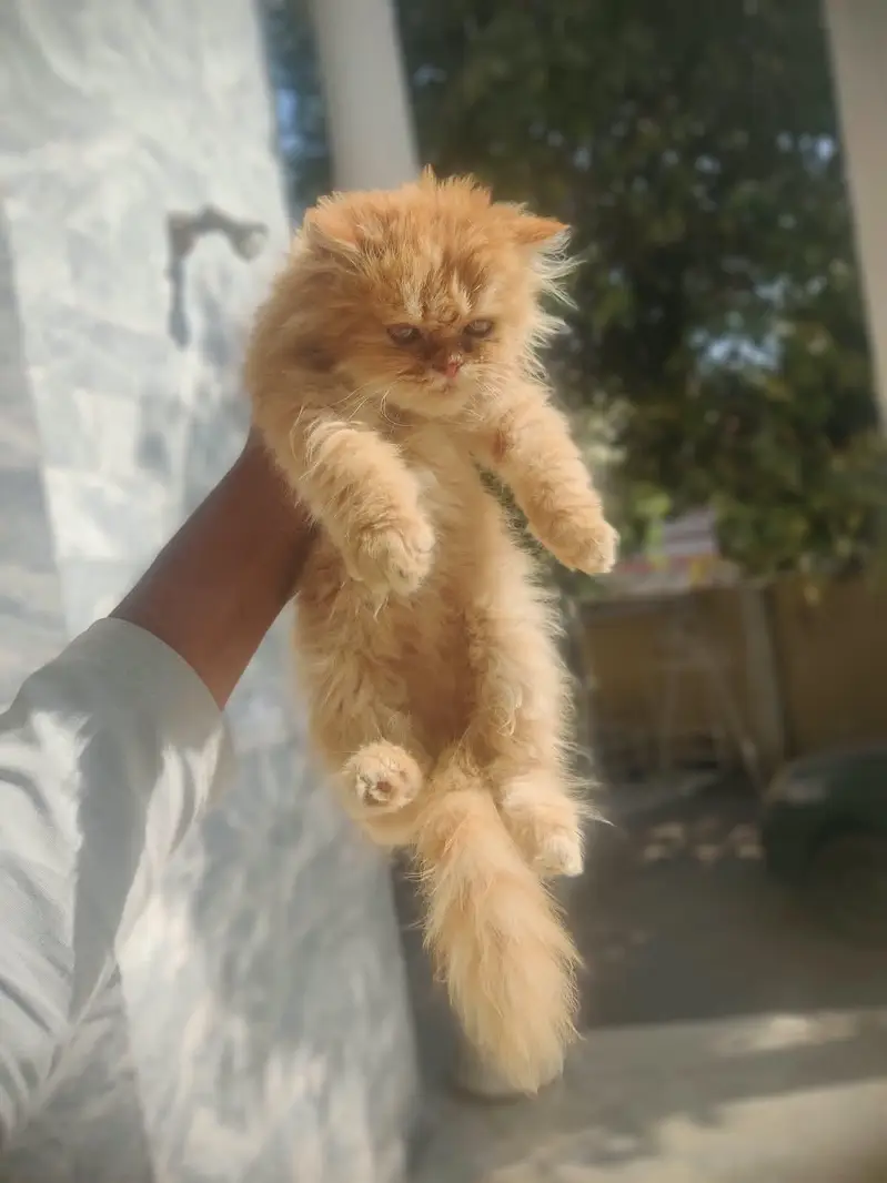 Punch face kittens and it,s mother for sale — photo 8