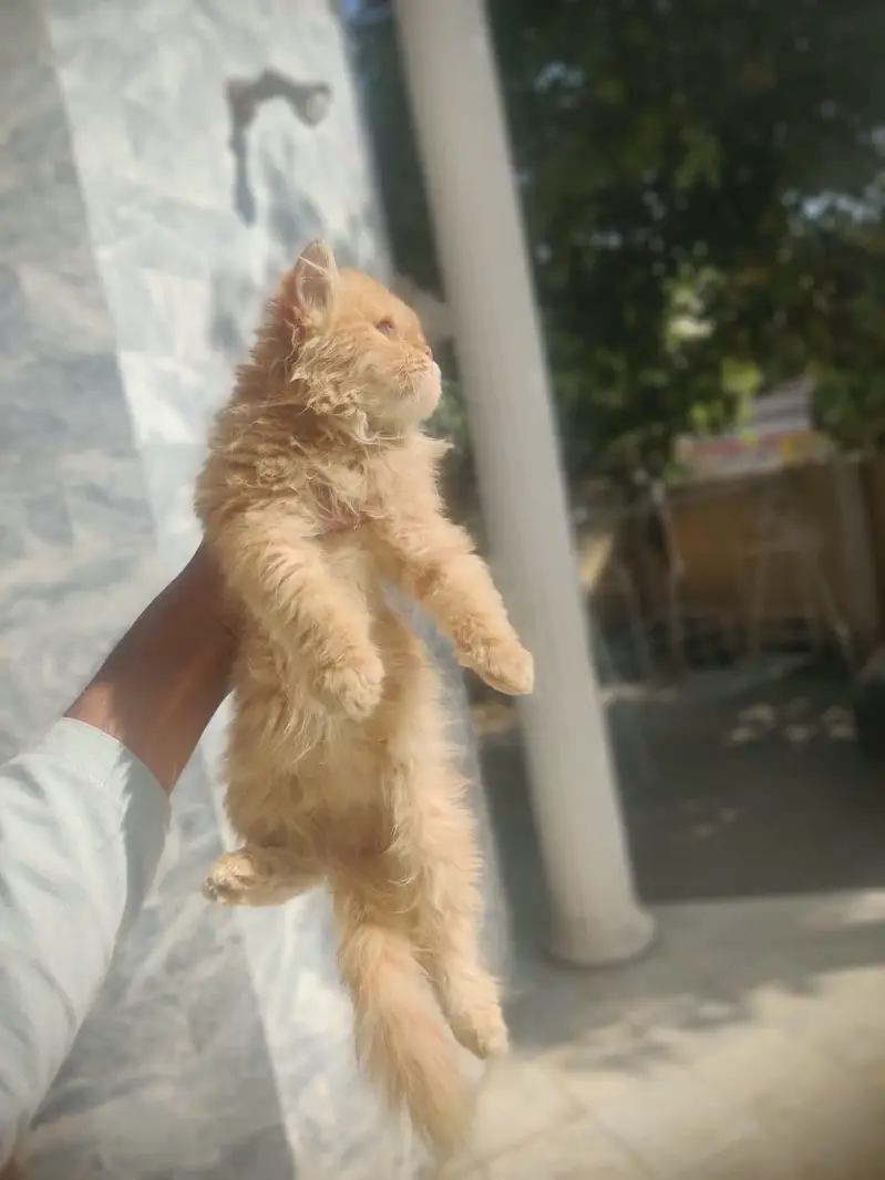 Punch face kittens and it,s mother for sale — photo 9